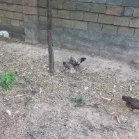 مرغ وخروس لکنزی