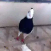کفتر