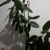 گل فیکوس درحال رشد