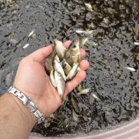مرکز تکثیر و پخش بچه ماهی کپور