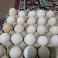 تخم مرغ محلی