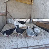 فروش ۶ تا کفتر