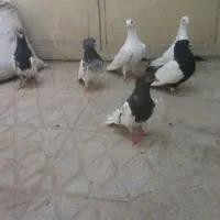 کبوتر