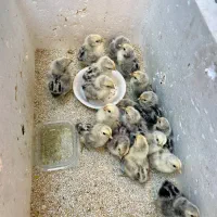 جوجه سیبرایت
