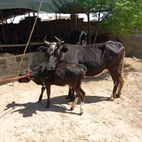 گاو گوساله دار