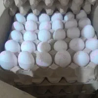 تخم مرغ زرده طلایی ۱۳ کیلویی