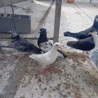 کبوتر|پرنده|مه ولات, |دیوار