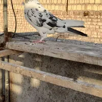 کبوتر گرفتنی پرشی معاوضه با کفتر پلاکی ماده