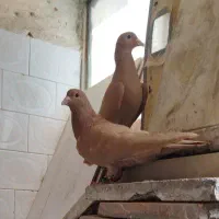 زرد و سرخ کرمونی،ساده افشون