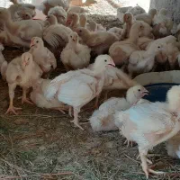 فروش جوجه گوشتی نژاد راس سنگین وزن