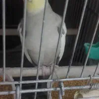 عروس هلندی خاکستری