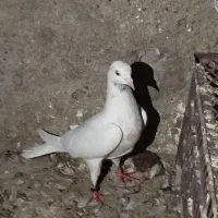 پرشی