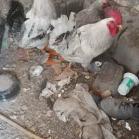 یک خروس سفید هیکلی تمیز درشت