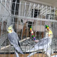 عروس هلندی نر و ماده