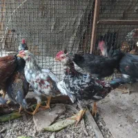 جوجه خروس گلین