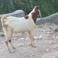 بز بالغ نر