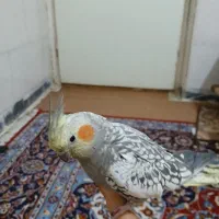 عروس هلندی مروارید ماده