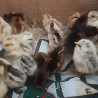 جوجه مرغ و خروس محلی