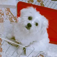 سگ پا کوتاه