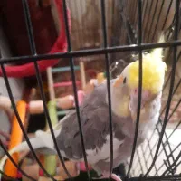 عروس هلندی گمشده