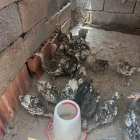 جوجه بوقلمون ۷۵روزه