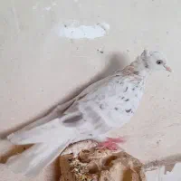 ماده کوهی کرم دم سفید پر خال درشت کشیده