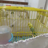 مرغ عشق نرو ماده