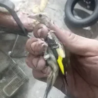 معاوضه جوجه سهره با خال ماده