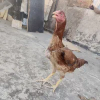 مرغ لاری 7ماه دم تخم