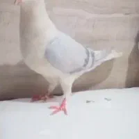 ماده دوبال آبی