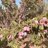 الو شابلون درشت