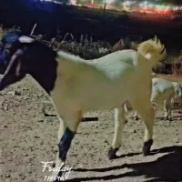 گوسفند