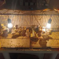 جوجه بوقلمون محلی کرچ شو ۱۵ روزه