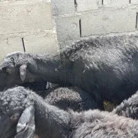 گوسفند قره قزل موفر اصل میاندوآب