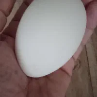 تخم غوغاز