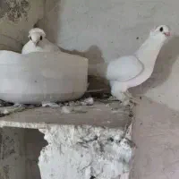کفتر جفت اهلی معاوضه با فنچ گلدین یا قناری