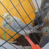 همه باهم جوجه عروس هلندی