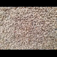 جو خارجی درجه یک