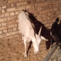 بزسانن بابزغاله