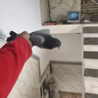 کبوتر|پرنده|شیراز, ماه فیروزان|دیوار