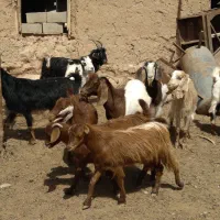 بز و بزغاله