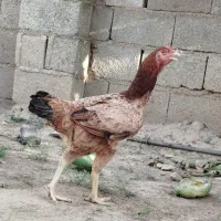 دو عدد مرغ لاری اصیل، نژاد دار