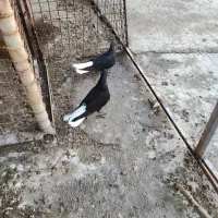 پرنده اشعل شادگان