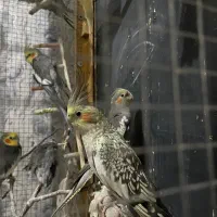 عروس هلندی و گلباقالی