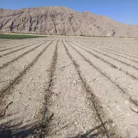 نشا گوجه آزاد