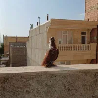 پرنده