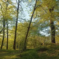زمین-ویلایی-در-روستا-لوه-چسبیده-به-جنگل