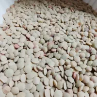 عدس بوجاری شده