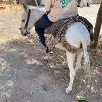 الاغ گله ای باری سواری نر و ماده