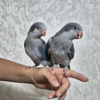 طوطی راهب کبالت ، نرم خور ، جوجه راهب
